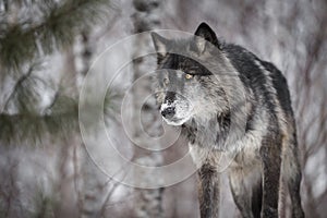 Black Phase Grey Wolf Canis lupus Peers Out Intently