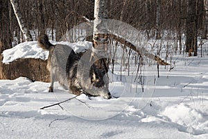 Black Phase Grey Wolf Canis lupus Play Bows in Snow Winter