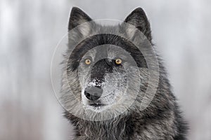 Black Phase Grey Wolf Canis lupus Portrait