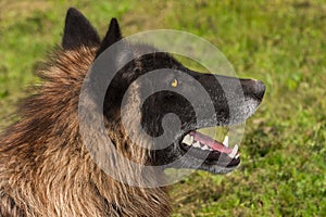 Black Phase Grey Wolf Canis lupus Profile