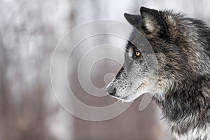 Black Phase Grey Wolf Canis lupus Profile Copy Space