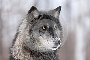 Black Phase Grey Wolf Canis lupus Profile Right