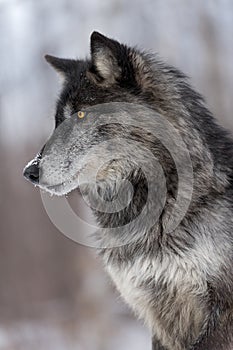 Black Phase Grey Wolf Canis lupus Profile Vertical