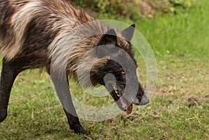 Black Phase Grey Wolf Canis lupus Prowls Right Close