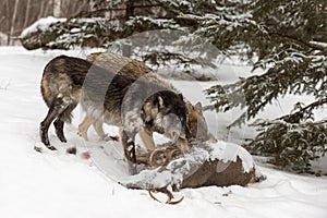 Black Phase Grey Wolf Canis lupus Pulls Piece of Hide Off Deer Carcass Winter