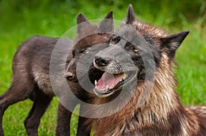 Black Phase Grey Wolf Canis lupus and Pup Head to Head