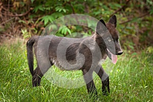 Black Phase Grey Wolf (Canis lupus) & Pup Stands in Grass