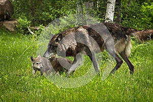 Black-Phase Grey Wolf Canis lupus and Pups