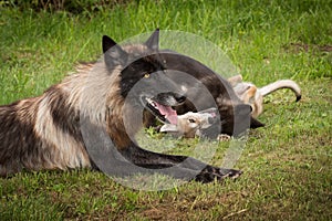 Black Phase Grey Wolf Canis lupus With Pups Playing