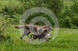 Black Phase Grey Wolf (Canis lupus) and Pups Run