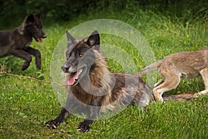 Black Phase Grey Wolf Canis lupus With Pups Running Behind Him