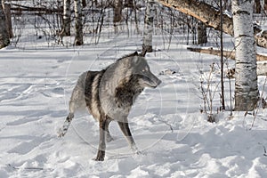 Black Phase Grey Wolf Canis lupus Quick Stop Right