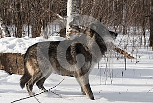 Black Phase Grey Wolf Canis lupus Quick Stop to Right in Snow Winter