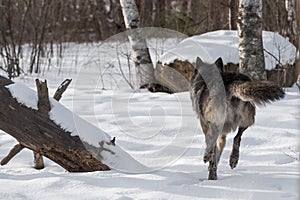 Black Phase Grey Wolf Canis lupus Runs Away