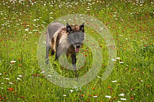 Black Phase Grey Wolf Canis lupus Runs Ears to Sides