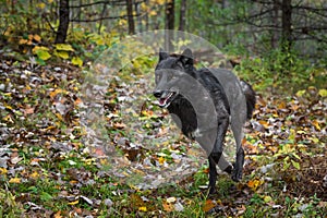 Black Phase Grey Wolf Canis lupus Runs Forward in Autumn Woods