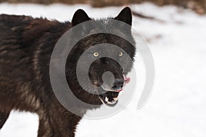 Black Phase Grey Wolf (Canis lupus) Runs Forward Licking Chops Winter