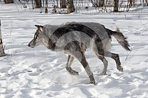 Black Phase Grey Wolf Canis lupus Runs Left