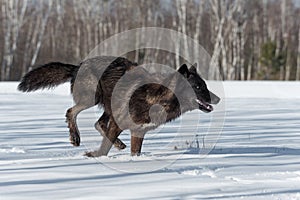 Black Phase Grey Wolf Canis lupus Runs Right in Snowy Field