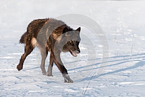 Black Phase Grey Wolf Canis lupus Runs to Right in Field Winter