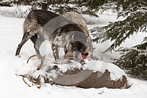 Black Phase Grey Wolf Canis lupus Shoves Wolf Aside At Deer Ca