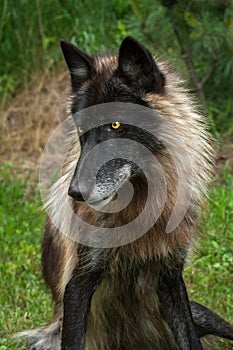 Black Phase Grey Wolf (Canis lupus) Sits Looking Left