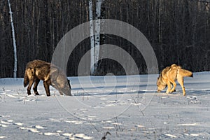 Black Phase and Grey Wolf Canis lupus Sniff About in Snowy Field Winter