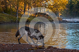 Black Phase Grey Wolf Canis lupus Sniffs Along Riverbank