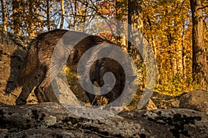 Black Phase Grey Wolf Canis lupus Sniffs Atop Rock with Forest Behind Autumn