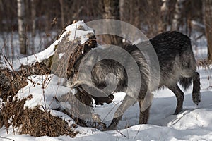 Black Phase Grey Wolf Canis lupus Sniffs at Log