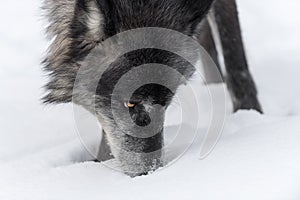 Black Phase Grey Wolf Canis lupus Sniffs at Snow