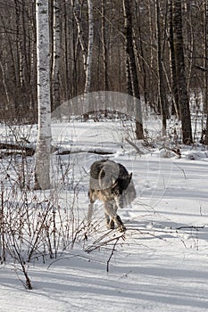 Black Phase Grey Wolf Canis lupus Stalks Forward