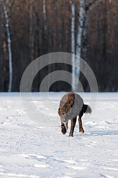 Black Phase Grey Wolf Canis lupus Stalks Forward  in Field Winter