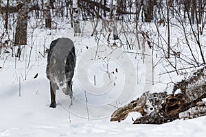 Black Phase Grey Wolf Canis lupus Stalks Forward From Forest Winter