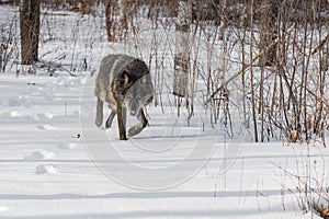 Black Phase Grey Wolf Canis lupus Stalks Forward Out of Woods Winter