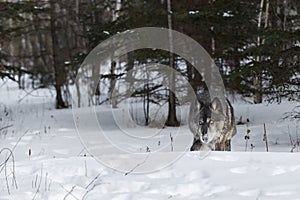 Black-Phase Grey Wolf Canis lupus Stalks Forward Space to Left Winter