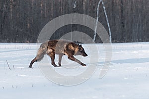 Black Phase Grey Wolf Canis lupus Stalks Right in Field