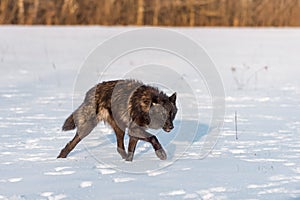 Black Phase Grey Wolf Canis lupus Stalks Right Through Snowy Field Winter