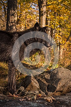 Black Phase Grey Wolf Canis lupus Stands Autumn Woods Backgrou