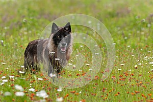 Black Phase Grey Wolf (Canis lupus) Stands in Field