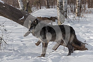 Black Phase Grey Wolf Canis lupus Stands in Front of Downed Tr