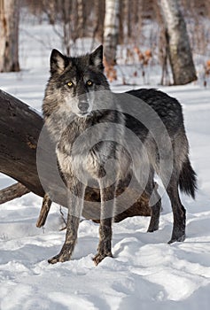 Black Phase Grey Wolf Canis lupus Stands in Front of Log