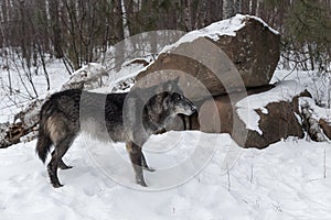 Black Phase Grey Wolf Canis lupus Stands in Front of Rock Den