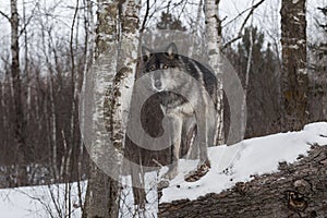 Black-Phase Grey Wolf Canis lupus Stands on Log Next to Birch Trees Looking Out Winter