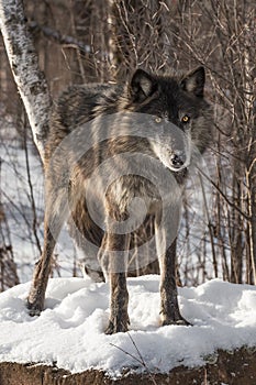 Black Phase Grey Wolf Canis lupus Stands Looking Out From Snowy Rock Winter