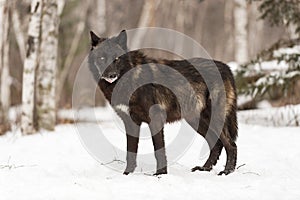 Black-Phase Grey Wolf Canis lupus Stands Looking Out With Strip of Meat in Mouth Winter