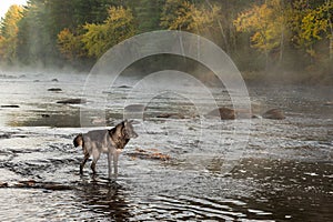 Black Phase Grey Wolf Canis lupus Stands in Misty Autumn River Looking Right