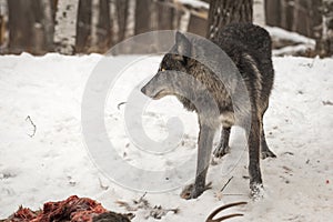 Black Phase Grey Wolf Canis lupus Stands Near White-Tail Deer