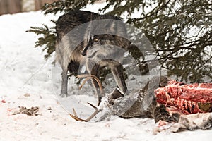 Black Phase Grey Wolf Canis lupus Stands Next to  Eaten White-Tail Deer Carcass Winter