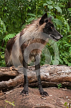 Black Phase Grey Wolf Canis lupus Stands Over Log Looking Right Summer